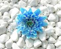 تقدیم به شما