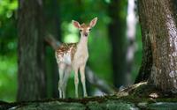 fawn