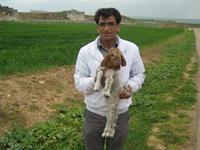 ax dar syria
