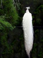this biutifull animal in india