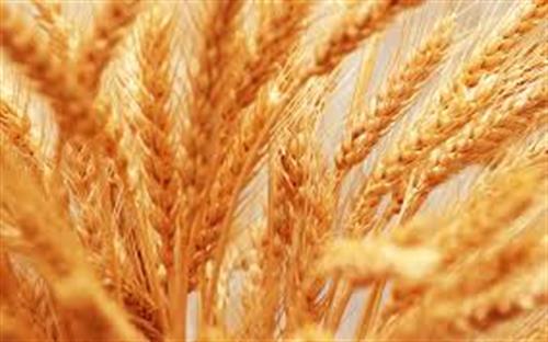 محصولات کشاورزی