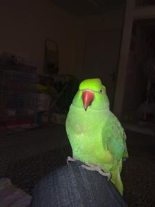 Profile