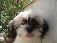 beti 2