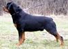  rott weiler