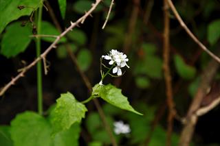 بیان از دوستی