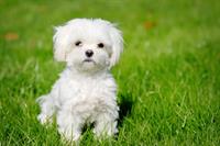 dog1