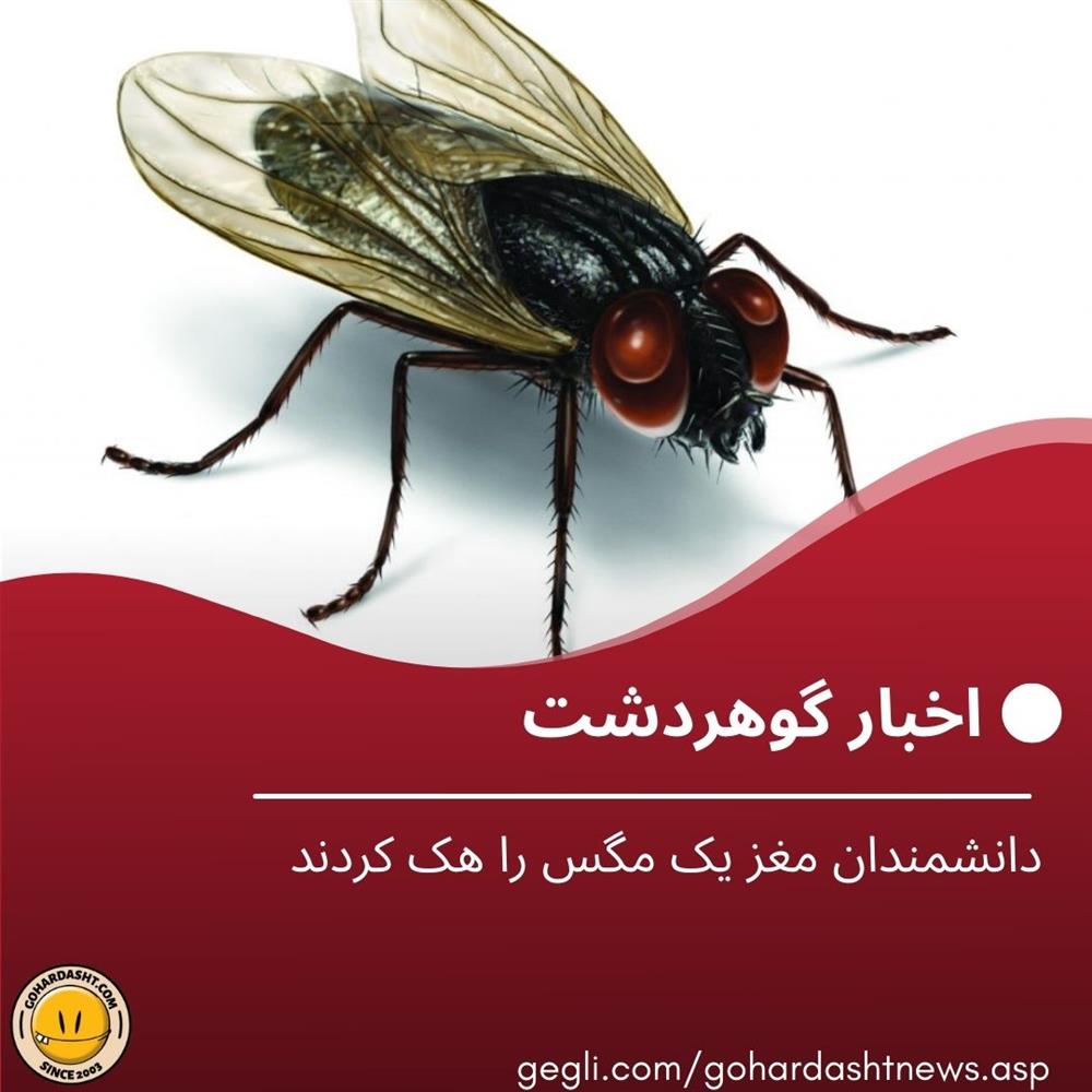 دانشمندان مغز یک مگس را هک کردند