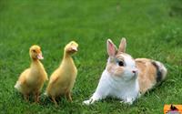 rabbit