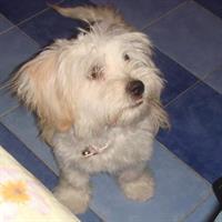 vini