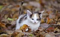 cats
