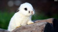 bunny