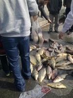 cheap  fish