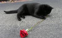 cat-ros