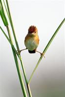 زندگی زیباست