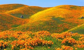 تهيه و فروش عسل سبلان