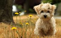 puppy