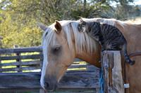 cat`s friend