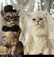 harche mikhahad dele tangat bego