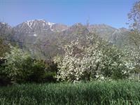 shekhmahale