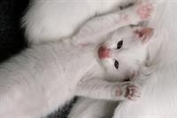 pishiiii