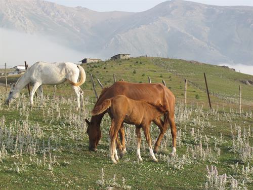  برنج قهوه ای شابج اکیلویی