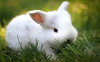 rabbit