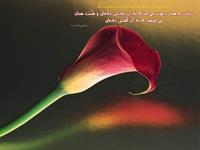 ثمره تمرين زبان و نفس انسان 