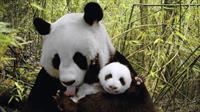 panda