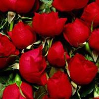 salam gholam