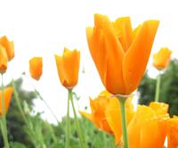 تقدیم به بهناز خانم