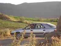 shomal 10