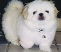  pekingese