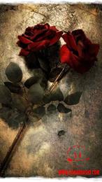 siavash - raha