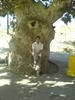 niasar_oldtree