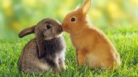 easter