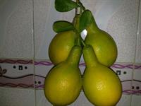 وای