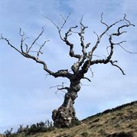 دلموسوزوندی