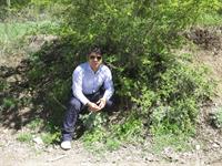alimastan
