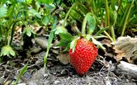 strawberry