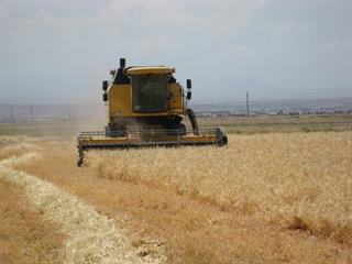 خرید و فروش جو گندم و پسته
