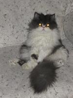 pishol
