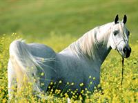 horse