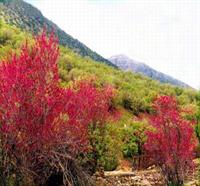 دره ارغوان ایلام