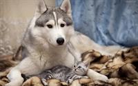 lobo-gris