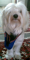 in pesale khoshjelame