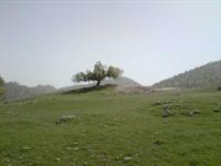 بهار