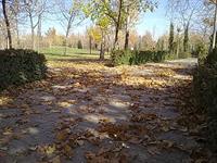 بازم پاییز