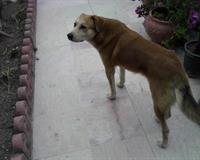 ������������ ���� ������