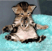 tom & jerry