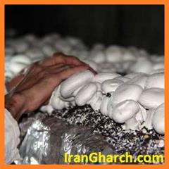 تولید قارچ